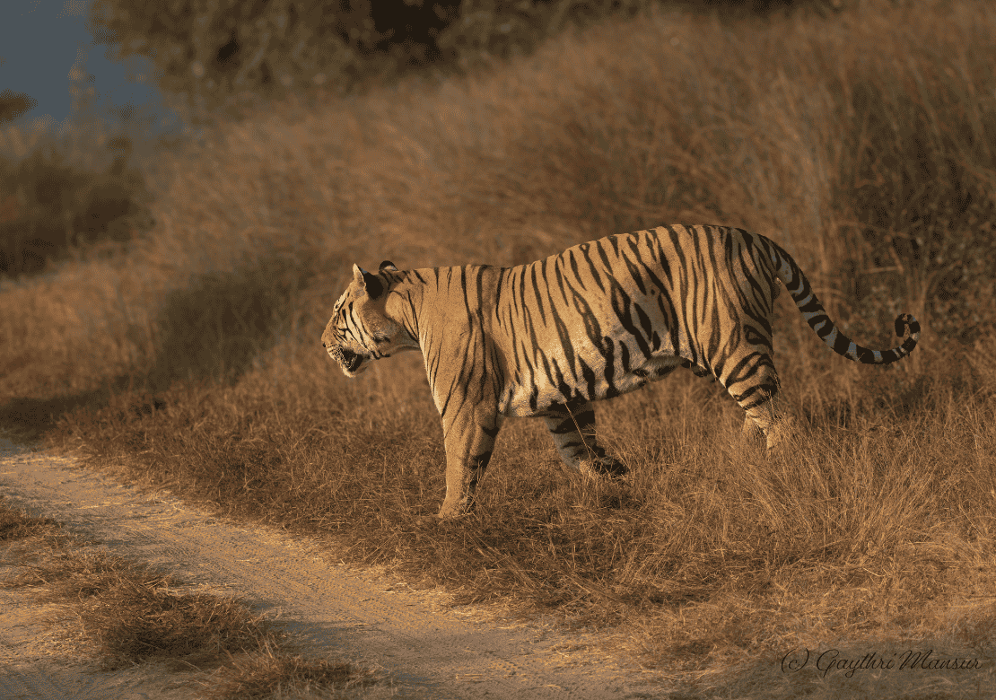 Pench Tiger